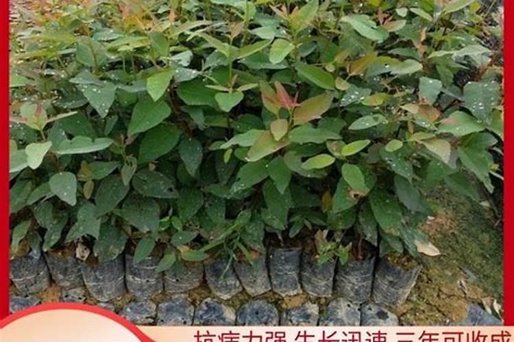 1亩桉树能出15吨吗 桉树用什么肥料合适