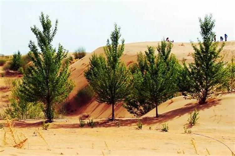 桉树肥多少钱一吨