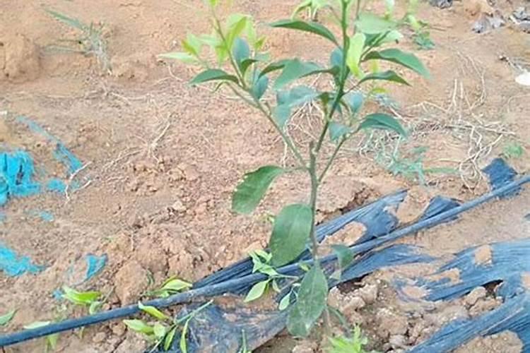 更绿 更密 更健康助邦农服水溶肥在猕猴桃上的应用效果