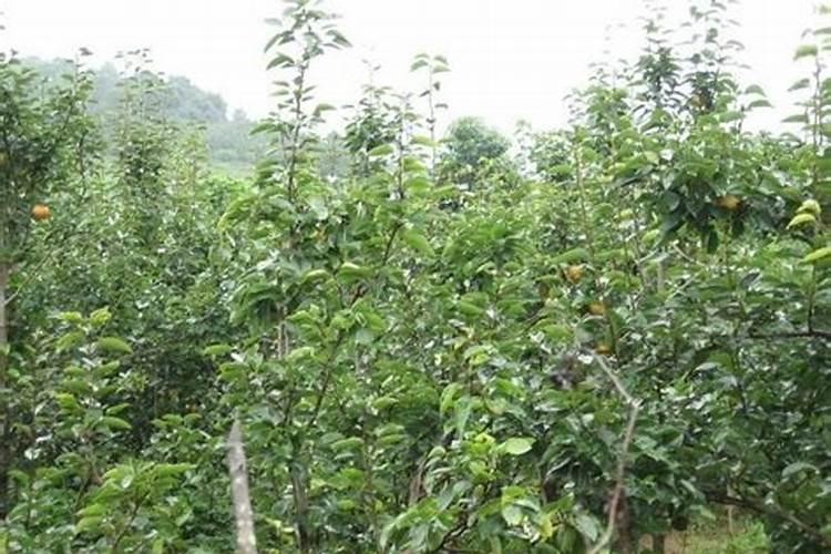 山茶花怎么施肥 山茶花如何施肥