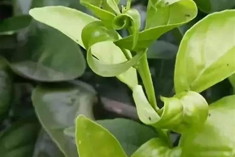 柑橘应该如何施用叶面肥？