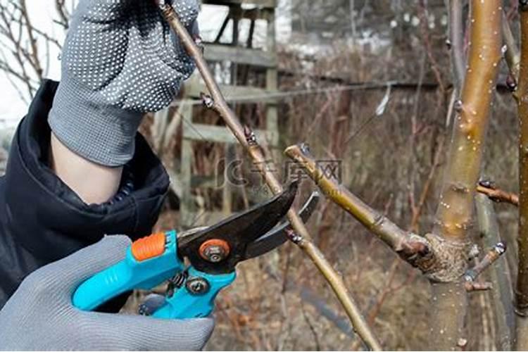 柑橘应该如何施用叶面肥？