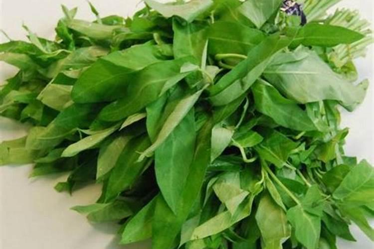 梅雨季节,月季花怎样防涝？