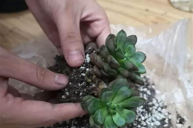 种植高粱都是需要用什么肥料？