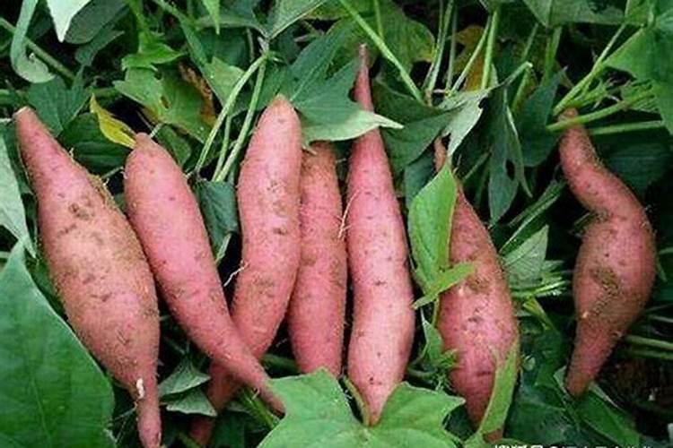 地瓜用什么肥料最好