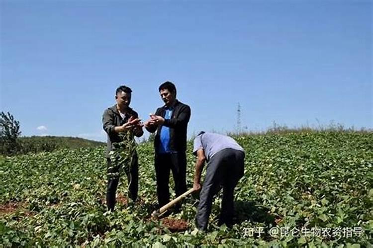 种地瓜用什么肥料最好