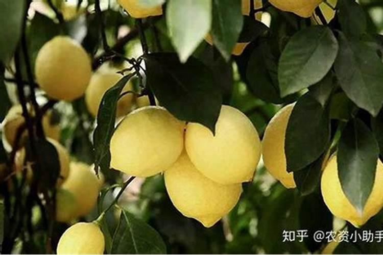 柠檬在各个时期如何施肥