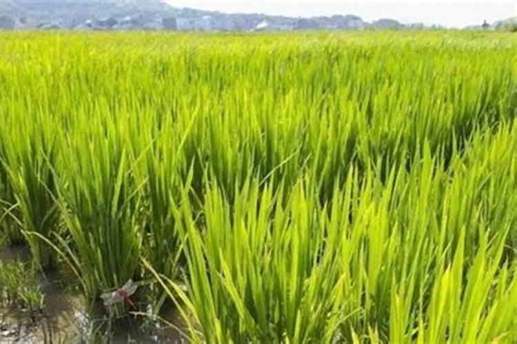 盐碱地种稻本田如何施肥？