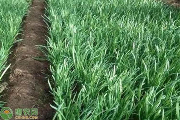 柑橘增产增收专用肥料在哪里买？柑橘抗病害专用肥料什么牌子好？百度...