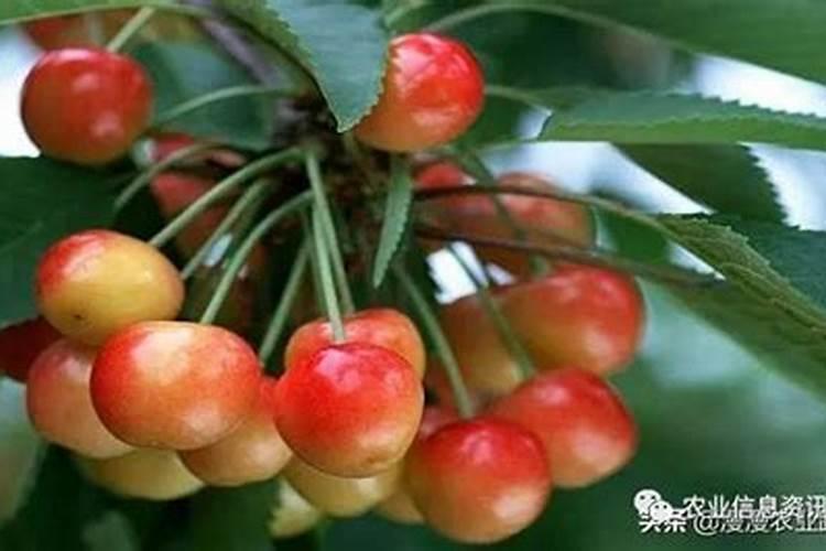 果实膨果上色,为啥需要高磷高钾类的肥料？
