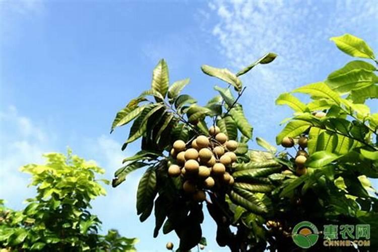 桂圆高产用什么叶面肥？施肥时需要注意些什么？