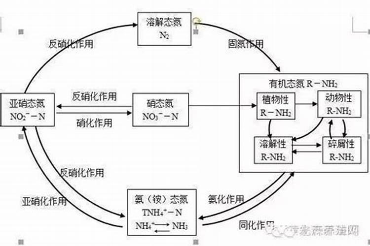 新塘怎么快速肥水培菌培藻呢