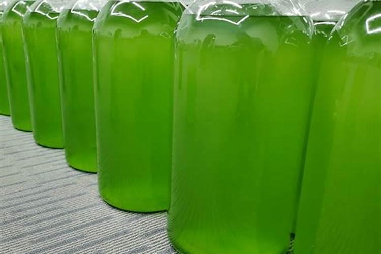 第2天就满塘虫,鱼苗超爱吃!这个培轮虫的方法绝了!