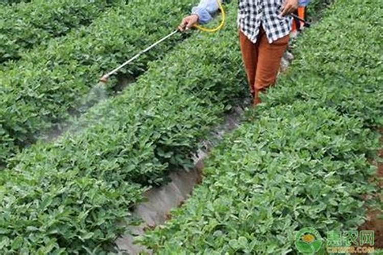 葡萄树需要哪些肥料