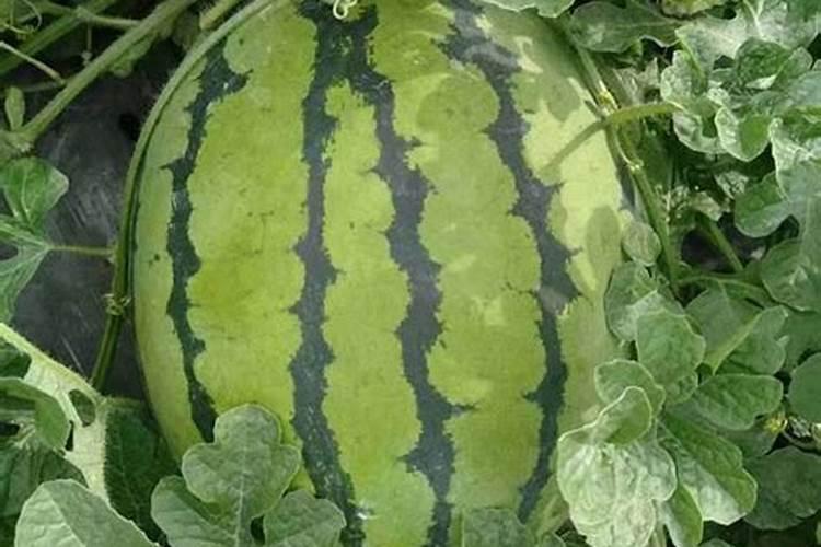干树叶可以做肥料吗