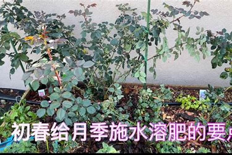月季多久可以浇一次水溶肥