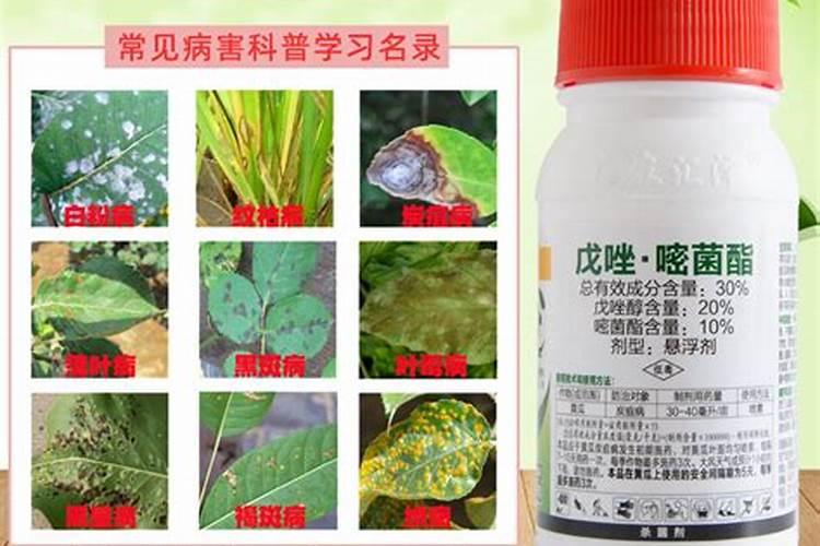 柑橘施用该买什么肥料才最合适？有牌子推荐吗？