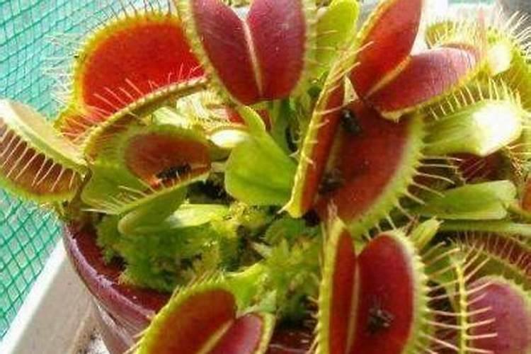 捕蝇草用什么肥料