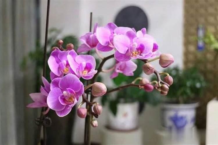 葡萄补钙最佳时间(给葡萄补钙季节什么钙肥最好)