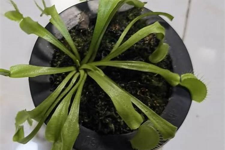 捕蝇草怎么养最好