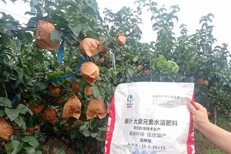 苹果树开花时施什么肥