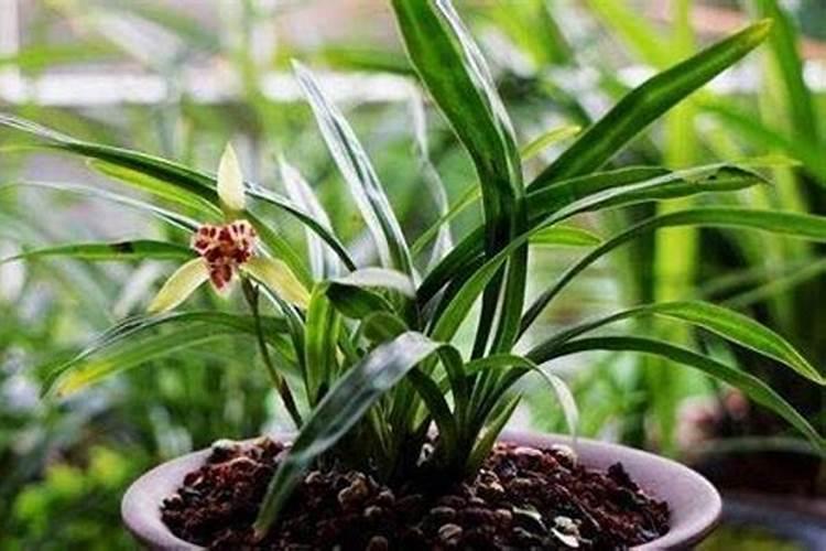 冬季韭菜的种植与管理方法(冬天韭菜如何施肥过冬)