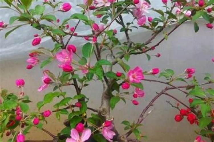 如何给海棠施肥