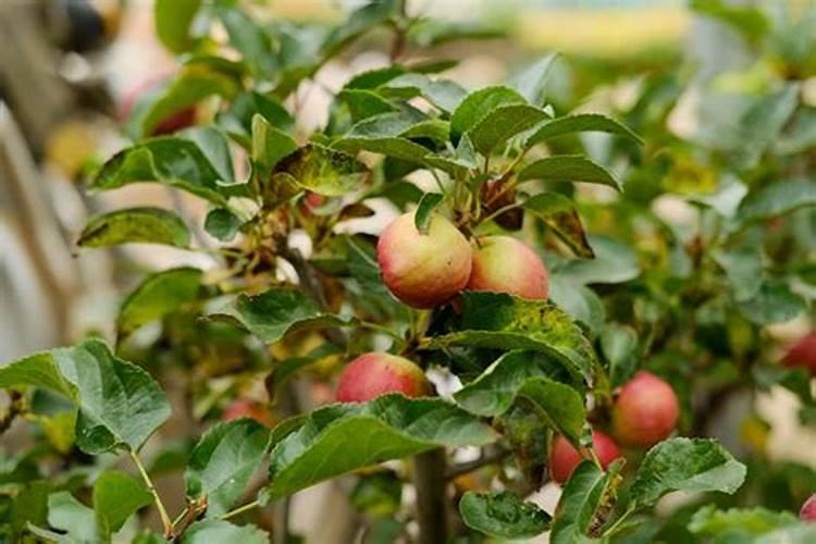 丽格海棠的养殖方法和注意事项有哪些