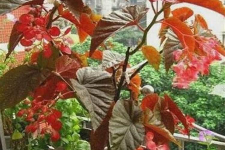 怎样给海棠施氮肥