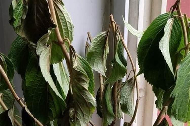 绣球花施肥时间和方法