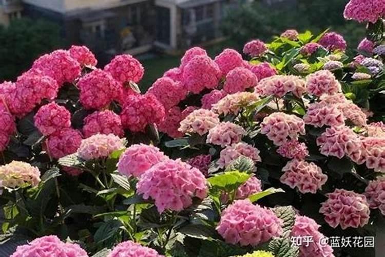 绣球花施什么肥