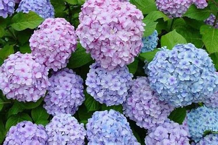 绣球花施什么肥最好