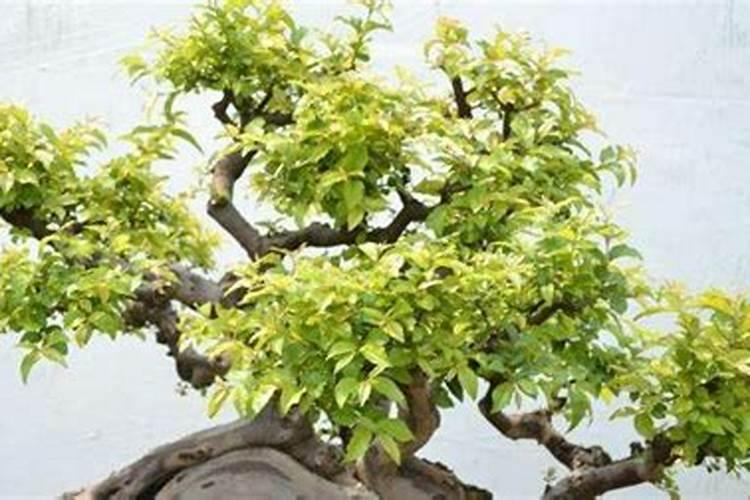 哪些蔬菜喜欢高磷肥