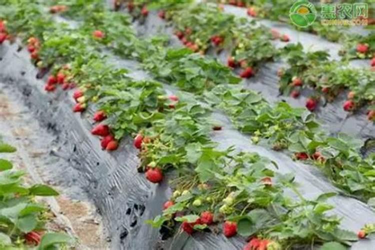 果树什么时候施肥好