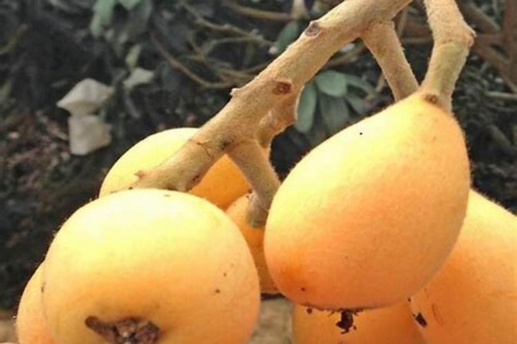 如果可不可以交有机肥