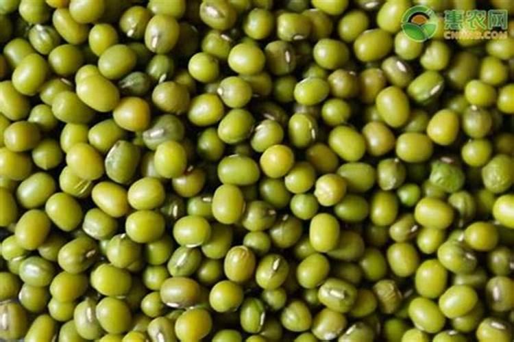 绿豆底肥放什么肥好(底肥施用方法)