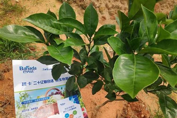 玉米施足底肥最简单三个方法是什么