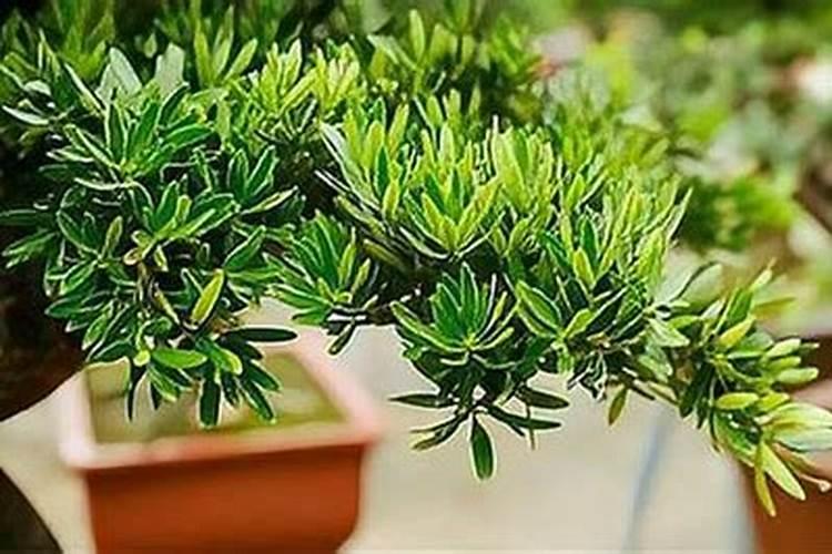 罗汉松什么时候施肥