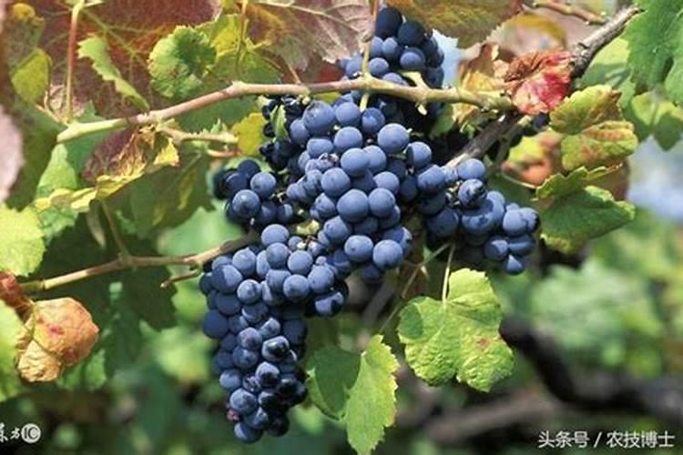 夏黑葡萄着色期水肥管理