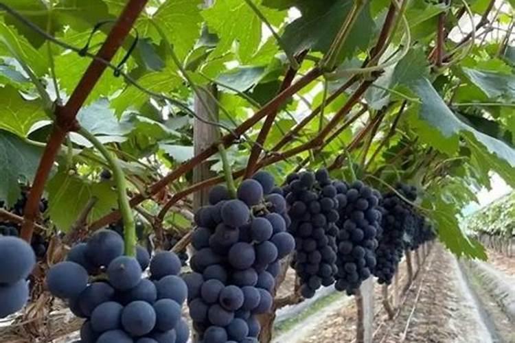 夏黑葡萄开花前期施啥肥最好