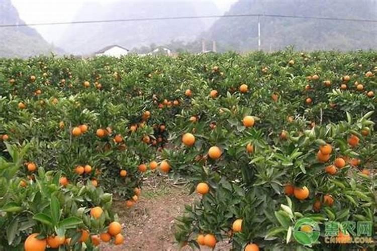 沙糖桔开花前喷硼可以吗？