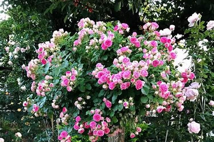 月季花用什么肥料最佳