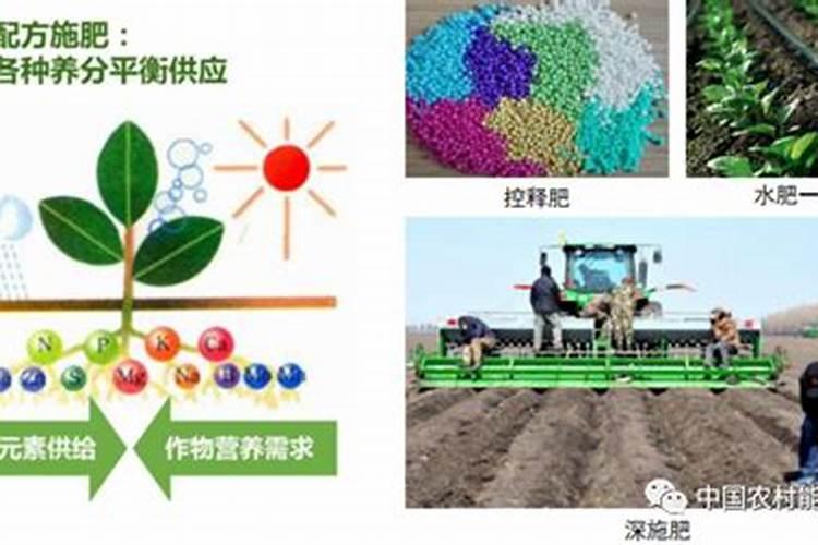 第一年葡萄小苗施什么肥