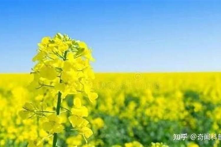 请教小番茄阳台种植要多大多深的盆？