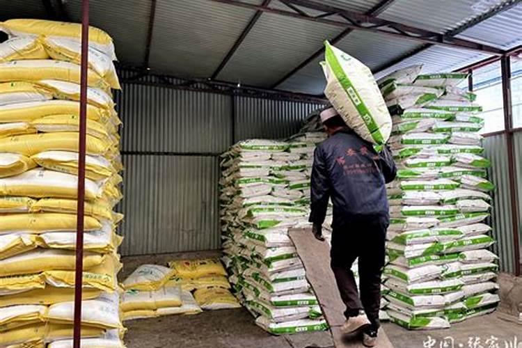 茄子怕水淹吗下雨存一天水