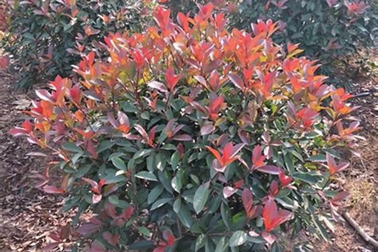 裁草莓用什一种肥料好