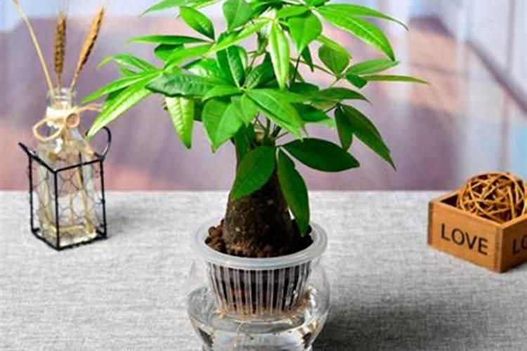 阳台种菜需哪些肥料