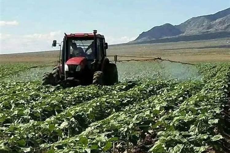 向日葵施什么肥最好