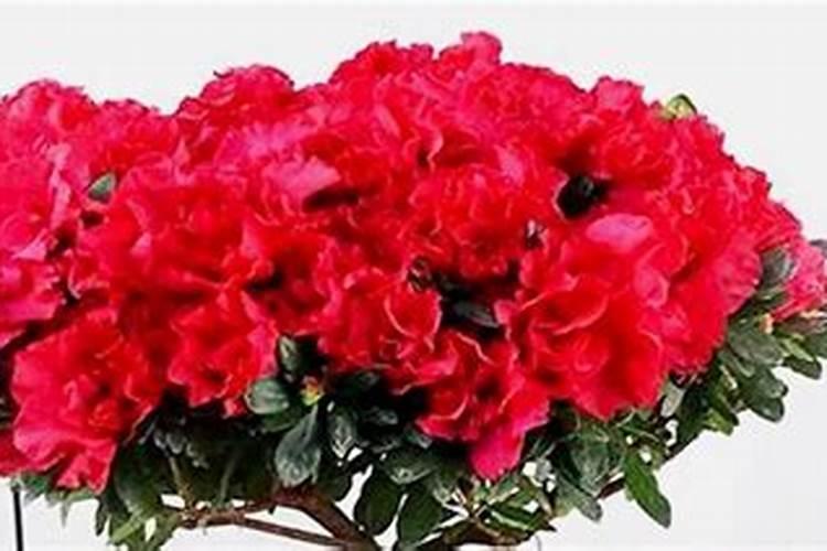 杜鹃花什么时候施肥 杜鹃花的最佳施肥时间