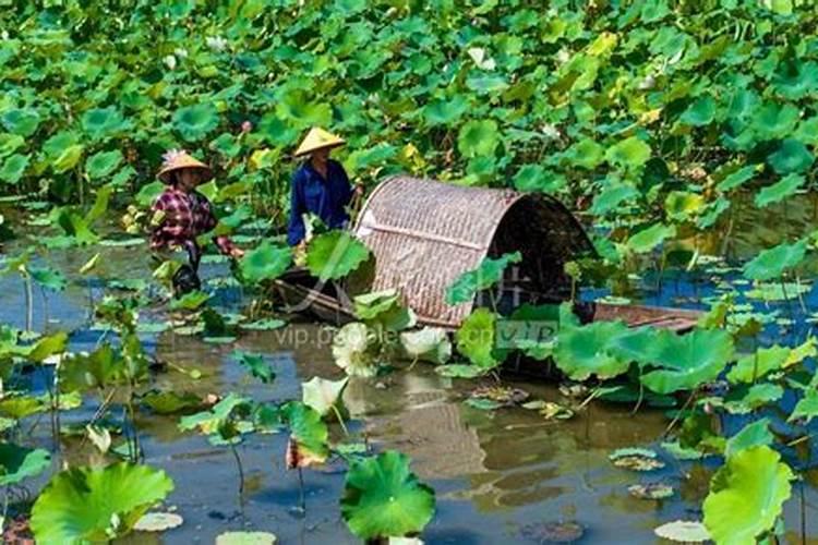 小麦在什么期间可打叶面肥？